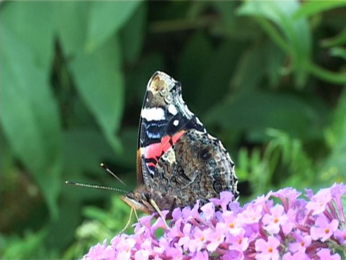 Admiral ( Vanessa atalanta ), Flügelunterseite, auf Sommerflieder : Moers, in unserem Garten, 01.08.2007